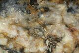 Colorful, Agate Replaced Petrified Wood Slab - Texas #236531-1